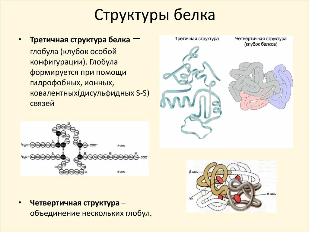 Третичная структура белка данная структура. Третичная структура белка со связями. Первичная вторичная третичная структура белка. Первичная вторичная и третичная структура белков химия. Вторичная структура третичная структура.