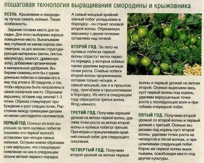 Крыжовенный как пишется