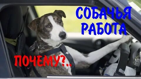 Собака в дороге на машине