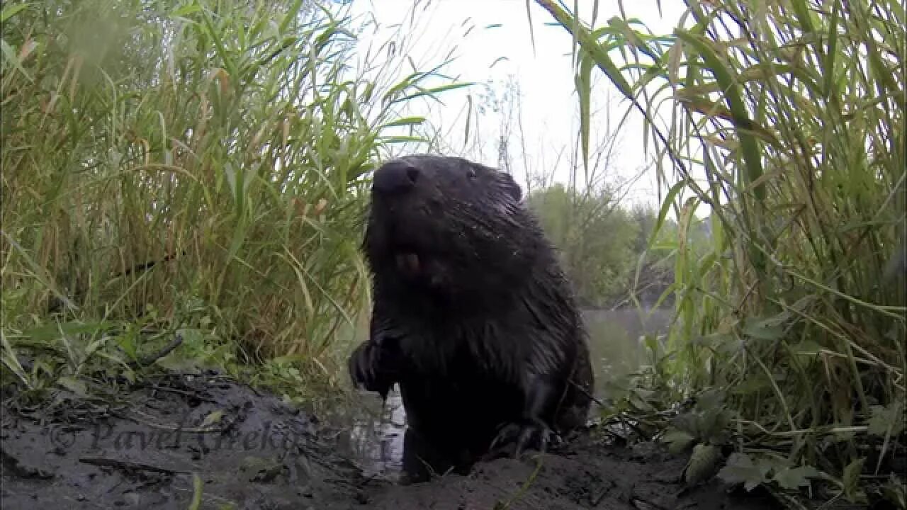 Видео про бобра