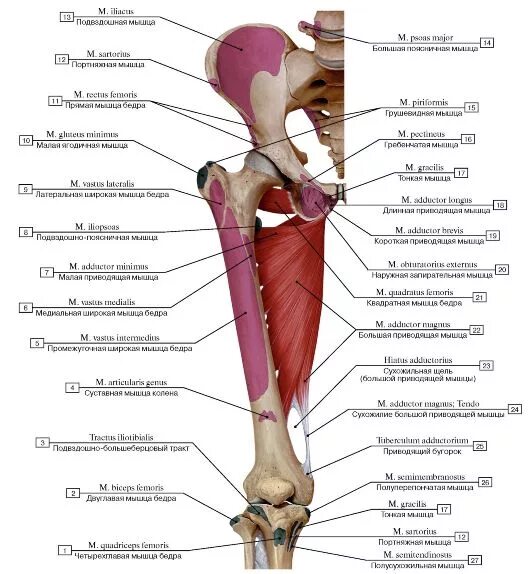 Приводящие мышцы бедра анатомия крепления. Длинная приводящая мышца бедра анатомия. Большая приводящая мышца бедра анатомия. Большая приводящая мышца бедра крепление. Приводящие латынь