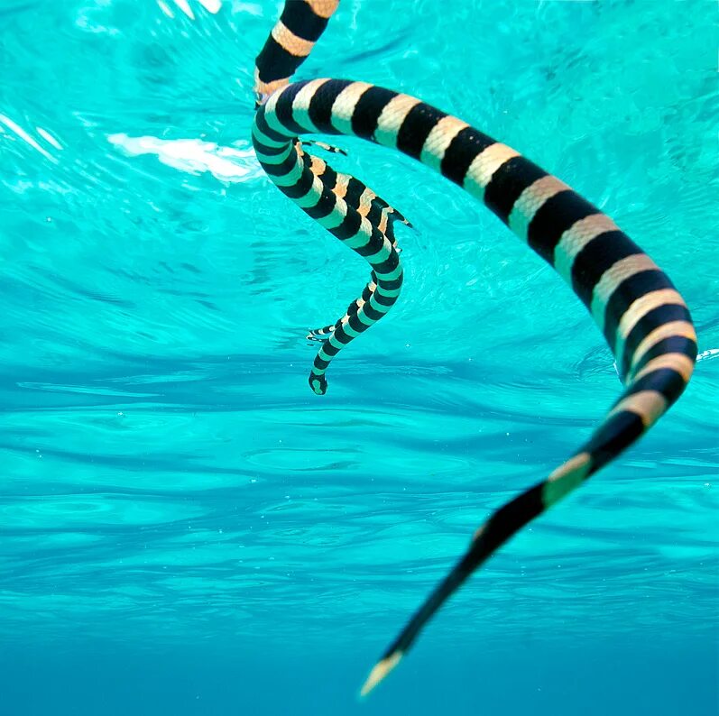 Водяная змейка. Морская змея Белчера. Морской Крайт змея. Крайт змея водяная. Кольчатый плоскохвост.