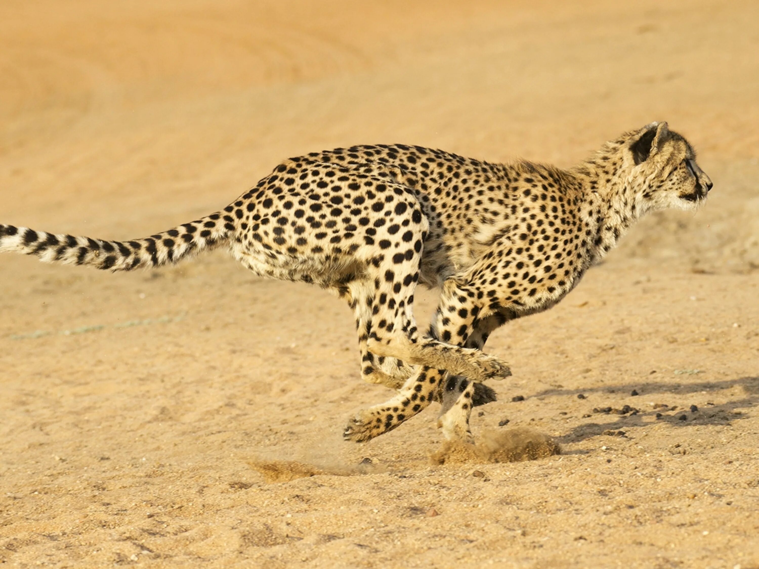 Египетский гепард. Гепард бежит. Самое быстрое животное. Гепард в беге.