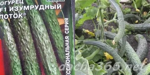 Огурец сорт изумрудный фото