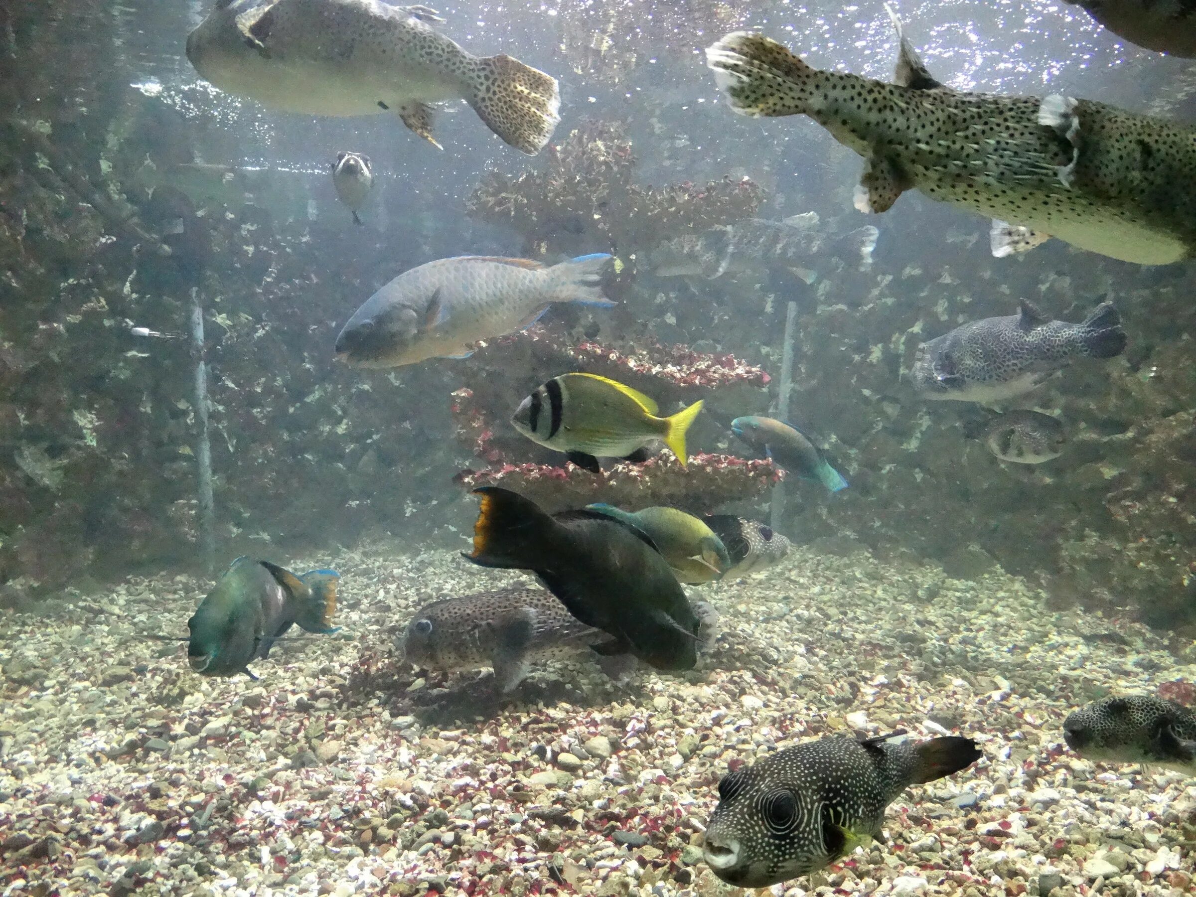 Grand Aquarium Хургада. Египетский аквариум. Большой аквариум Хургада. Аквариум с рыбами из красного моря. Океанариум хургада