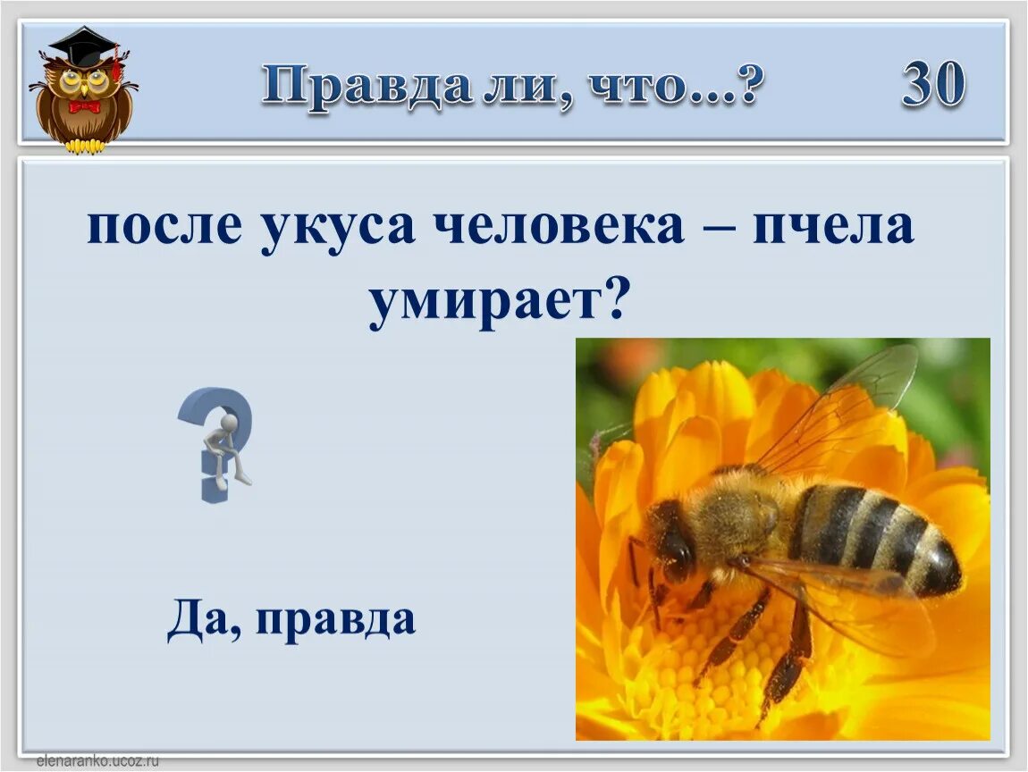 Умирают ли пчелы. Пчела погибает после укуса. Погибает ли пчела после укуса человека.