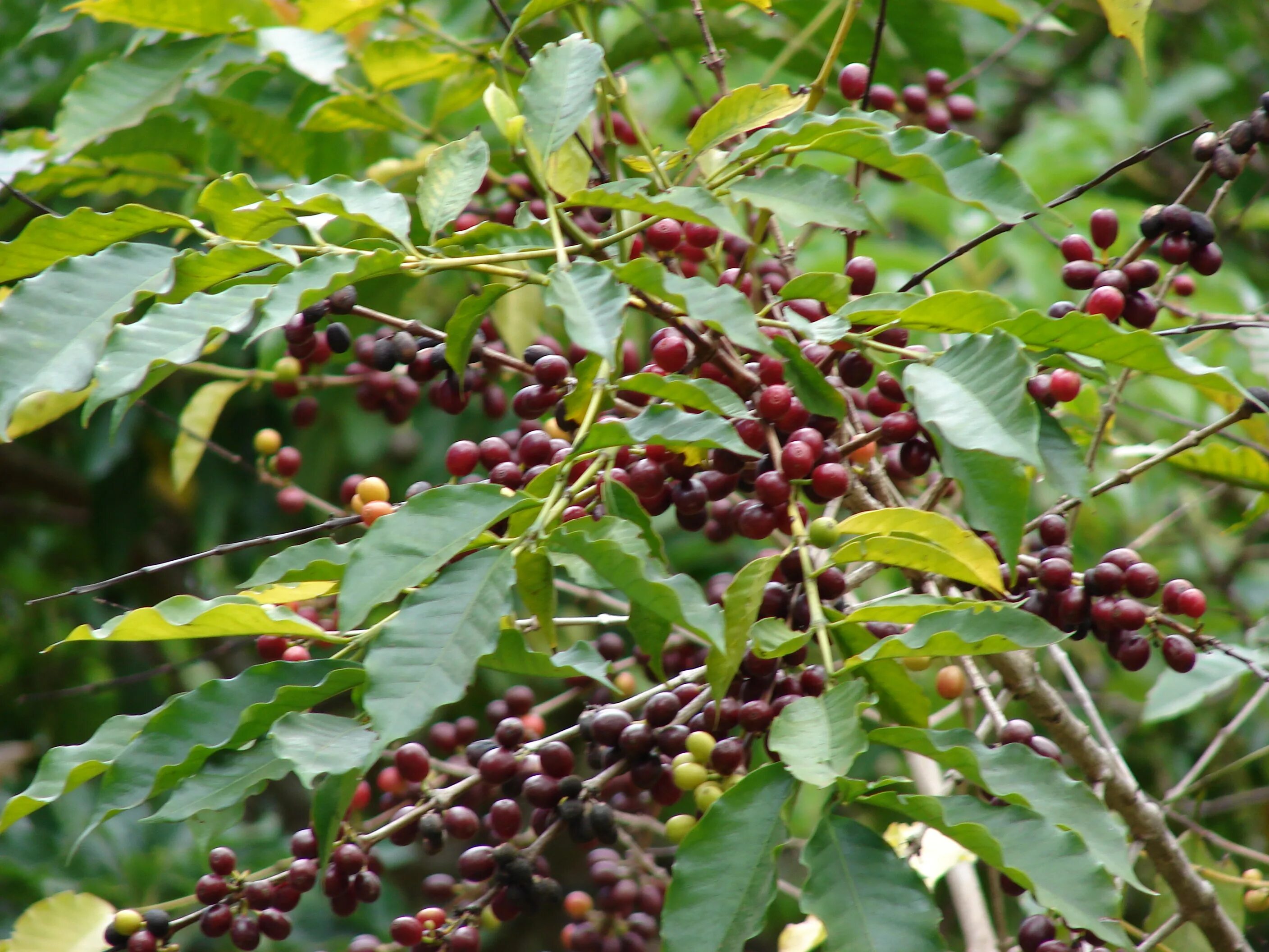 Кофе Аравийский дерево. Кофе Аравийский Арабика. Кофе Аравийское растение. Кофейное дерево Арабика. Кофе аравийский растение