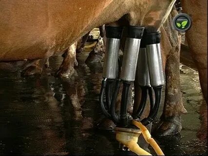 Milking video