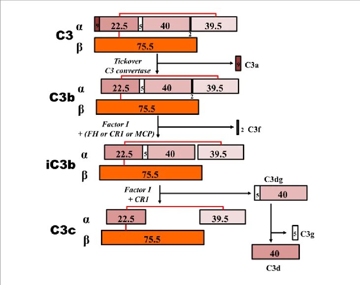 (C-2)(C+3)-c3. #3c3c3c. C3b,c3b,c3c,c3d функции комплемента. 3c(c-2)-(c-3)(c-1).