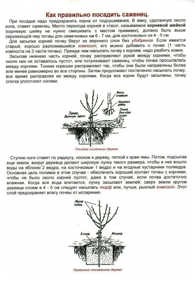 На каком расстоянии сажать вишню друг. Корневая шейка дерева. Корневая шейка у вишни. Правильная посадка вишни войлочной. Корневая шейка саженца черешни.