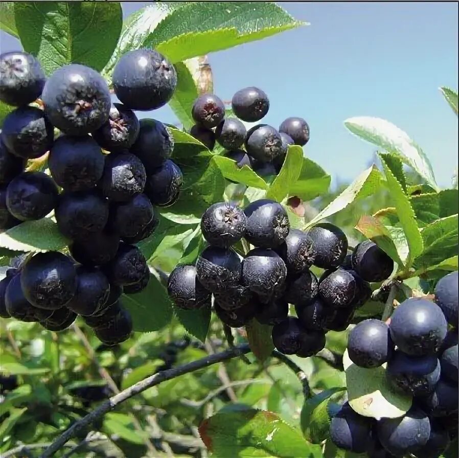 Черноплодная рябина арония. Арония черноплодная плодовые кустарники. Сорта черноплодной. Сорта черноплодной. Плоды аронии черноплодной.