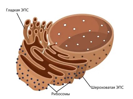 Эпс на рисунке.