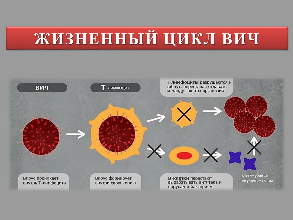 Развитие вич инфекции. Жизненный цикл вируса ВИЧ схема. Жизненный цикл иммунодефицита человека. Цикл развития ВИЧ схема. ВИЧ схема развития вируса.