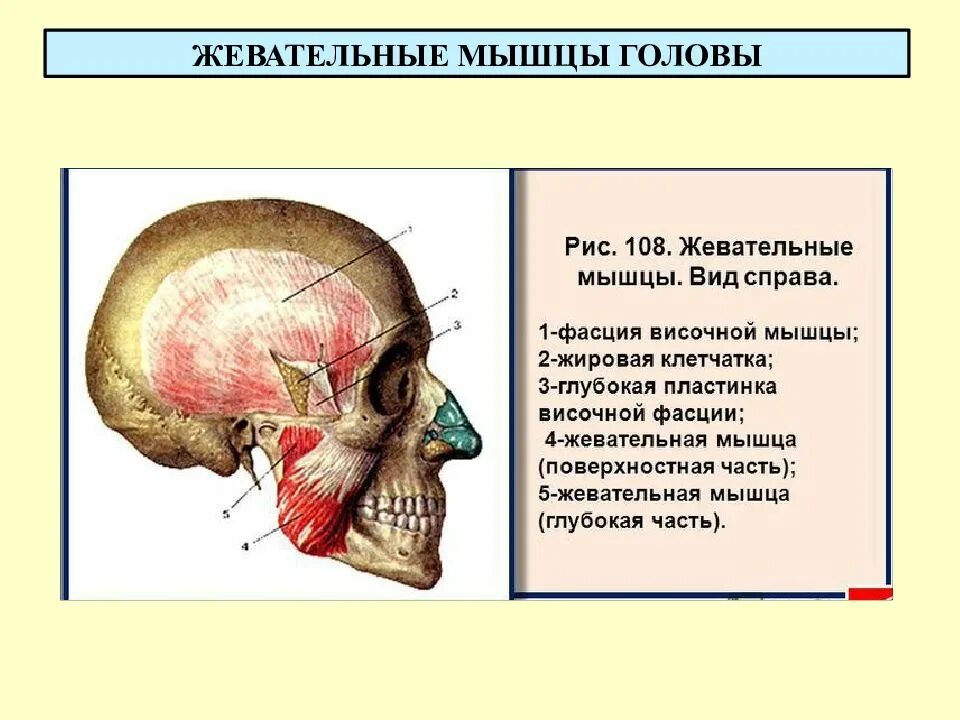 Сколько жевательных мышц. Жевательные мышцы вид сбоку. мышцы головы анатомия мимические мышцы жевательные. жевательные мышцы лица анатомия сбоку. крыловидная жевательная мышца.