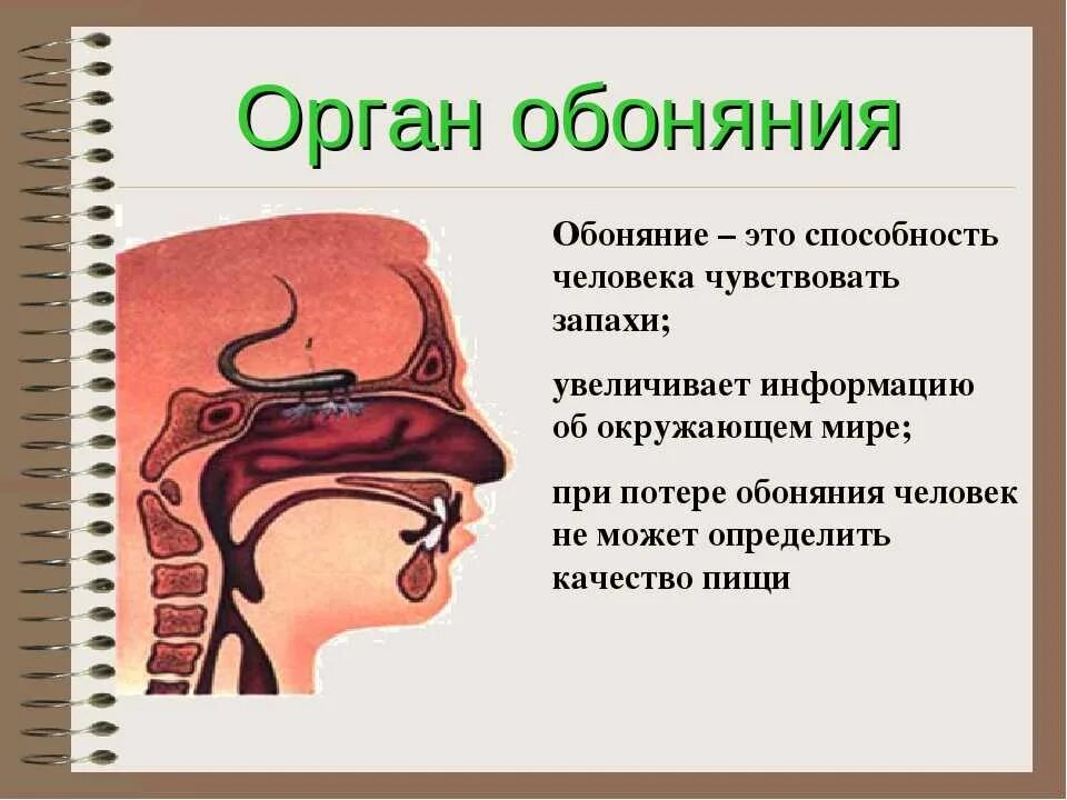 Орган обоняния. Орган обоняния у человека. Органы чувств обоняние. Нос обоняние. Отдел неприятный