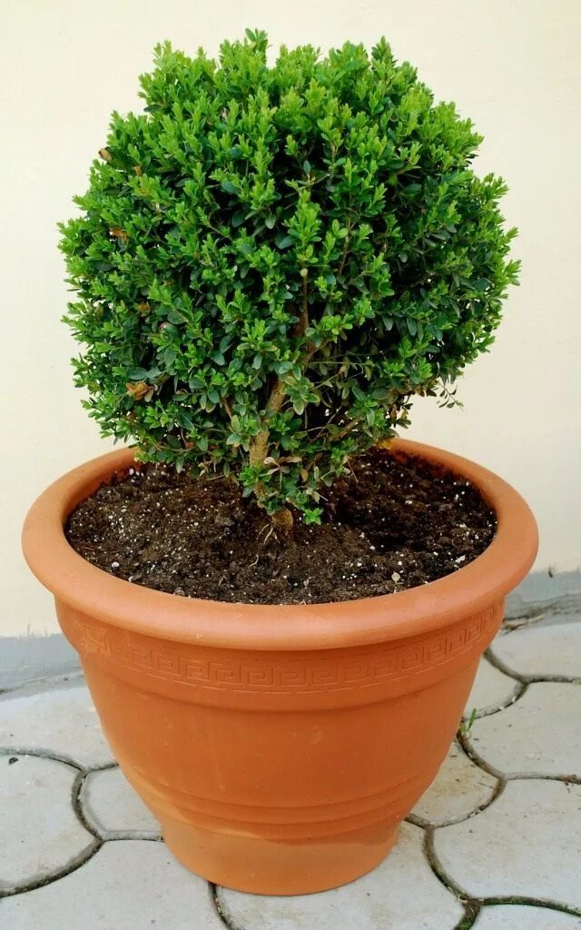 Самшит как ухаживать. Самшит Buxus. Мирт самшит. Вечнозеленый кустарник самшит. Самшит вечнозелёный.