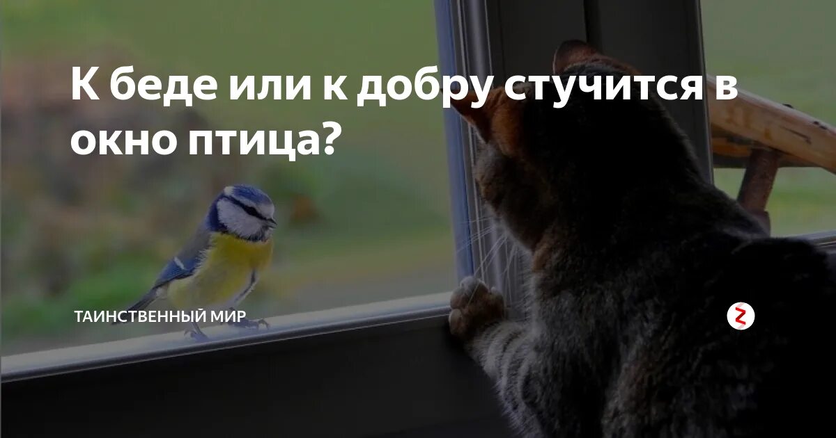 Птица стучится в окно. Птица стучится в окно примета. Птичка в окно стучится к чему. Птица стучит в окно примета.
