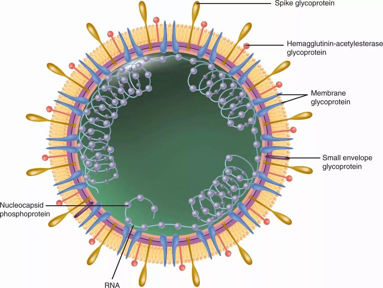 Коронавирус строение вируса. Коронавирус схема строения вируса. Строение вируса коронавируса Covid 19. Коронавирус 19 строение.