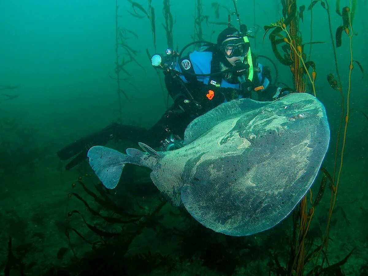 Электрический Скат Torpedo nobiliana). Tetronarce californica. Torpedo californica. Калифорнийский гнюс. Скат торпедо