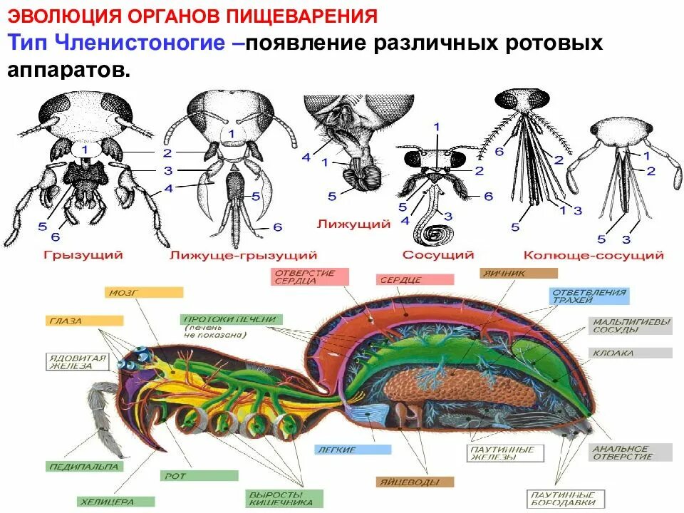 Какая система у членистоногих. Членистоногие пищеварительная система. пищеварительная система членистоногих схема. членистоногие пищеварительная система таблица. эволюция органов пищеварения членистоногих.
