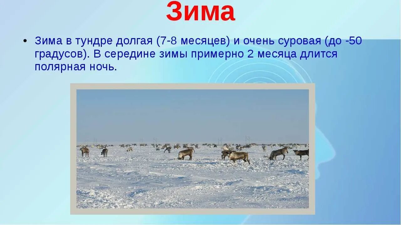 В тундре семь погод на день. Тундра презентация. Тундра презентация 4 класс. Проект про тундру. Зима в тундре презентация.