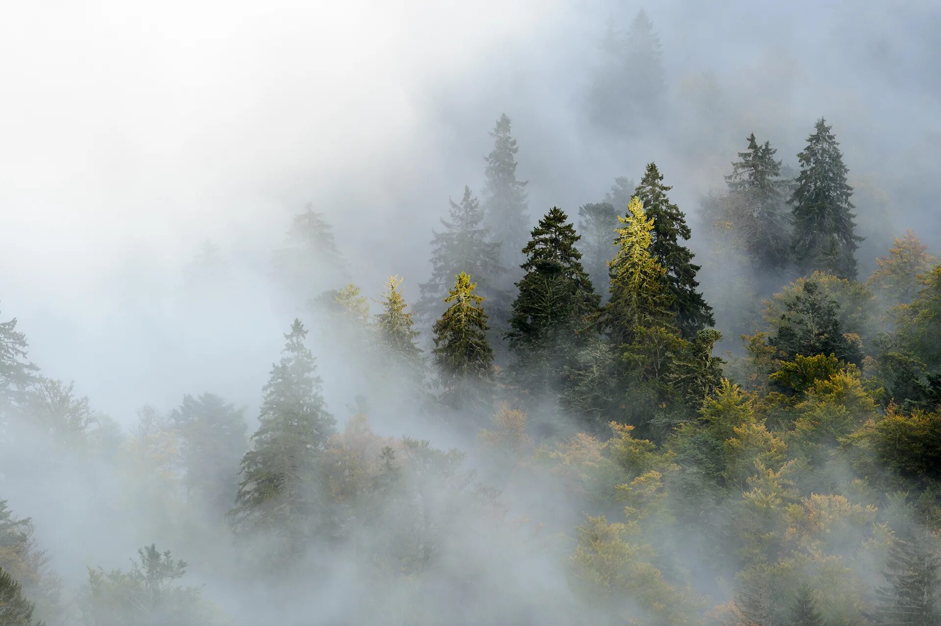 Условиях сильного тумана. Лес в тумане. Горы в тумане. Туманный пейзаж. Горы в дымке.