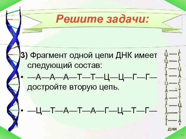 12 цепей днк. Фрагмент 1 цепи ДНК А-Г-А-Т-Т-Ц-Г-А-Т. Фрагмент 1 цепи ДНК А-Г-А-Т-Т-Ц-Г-А-Т достроить 2 цепь ДНК. Фрагмент 1 цепи ДНК имеет следующий состав. Фрагмент 1 цепи ДНК Т Г Т А А Г Т Ц Ц.