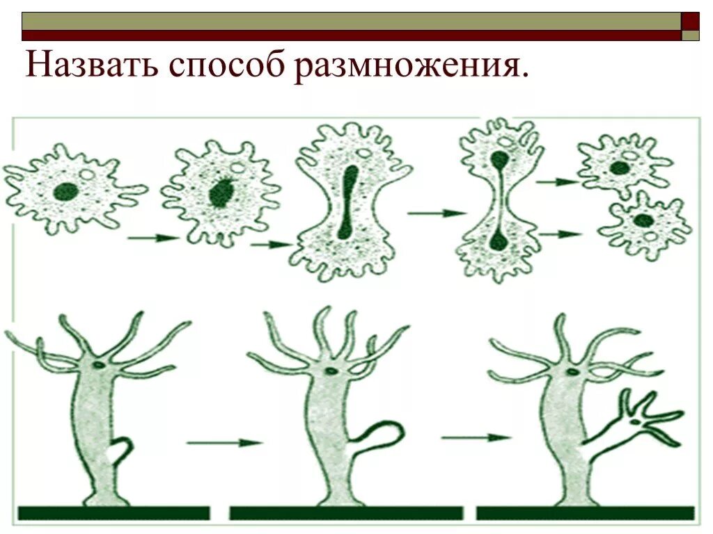 Назовите тип размножения