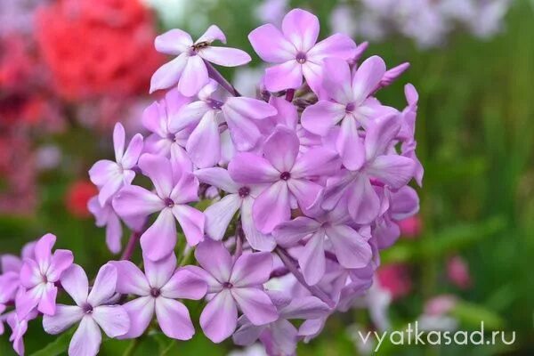 Флокс высокий. Флокс гибрид квасникова. Флокс гибридный f1. Флокс гибрид квасникова. Флокс мелкоцветковый сиреневый.