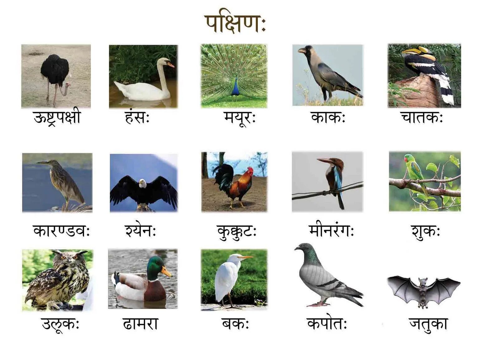 Говорящие птицы названия. Gnbws YF ,Erdel. Птицы на букву а. Птица на букву й. Название птиц с буквой й.