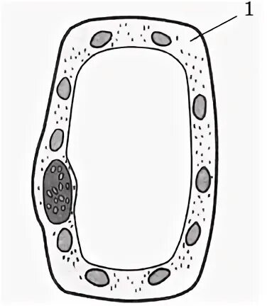 Клетка впр. Структура клетки ВПР. Растительная клетка строение ВПР. Структура растительной клетки ВПР. Клетки растений ВПР биология 6 класс.