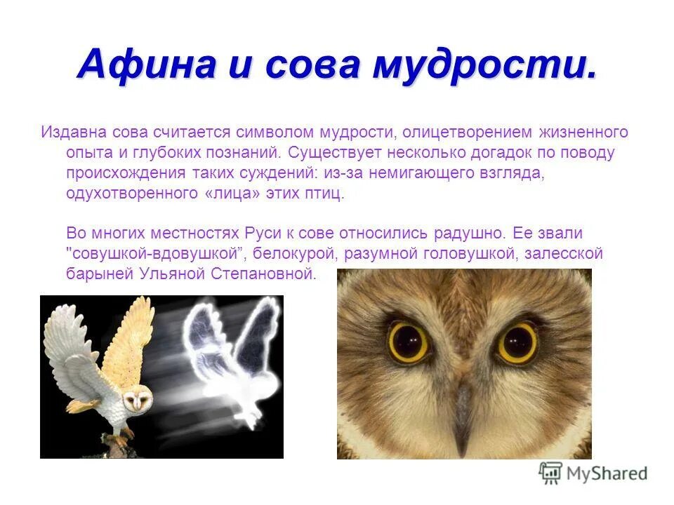 Символ мудрости и знаний. Легенда о сове. Сова птица мудрости. Сова символ мудрости. Некоторые ученые считают что совы видят