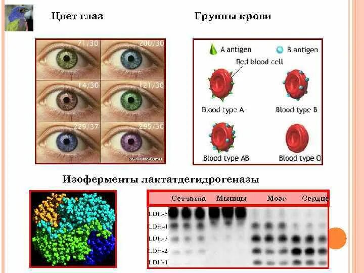 Группа крови и цвет глаз. Цвет глаз по группе крови. Цвет крови по группам.