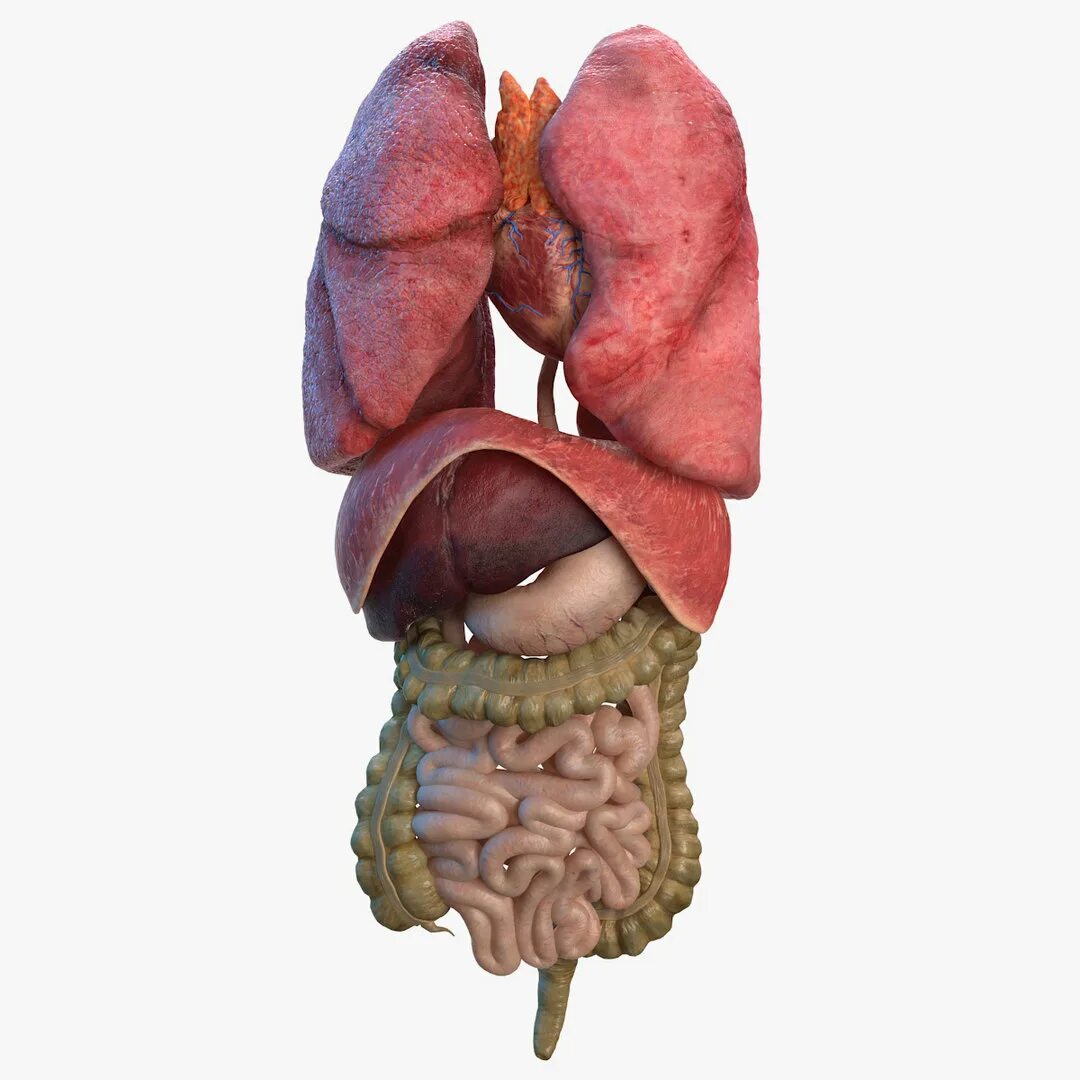 Модель органов человека. Внутренние органы 3д модель. Внутренние органы человека 3д. 3д модель органов человека. Внутренности человека 3d модель.