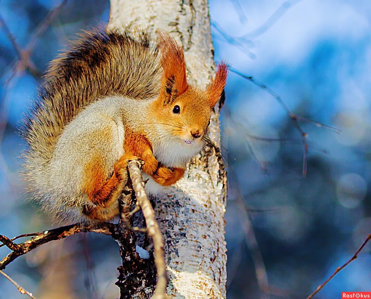 белки зимой на деревьях. белки зимой. лесные животные. белки зимой на деревьях. белка на ветке.