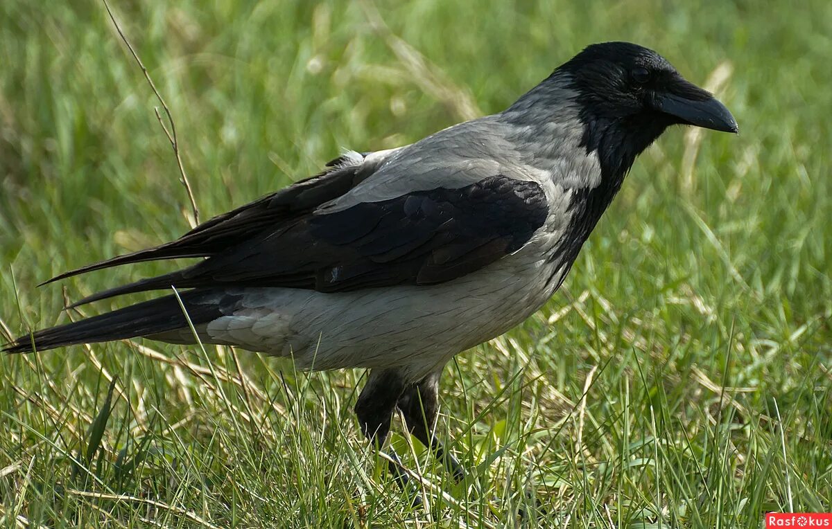 серая ворона самка. грач обыкновенный самка и самец. самец вороны фото. серая ворона самец. самец вороны фото.