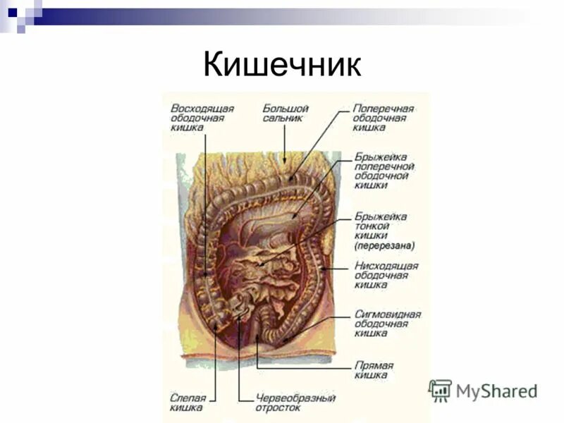 Строение кишечника картинки