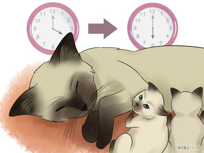 Как узнать срок кошки. Срок беременности у кошек. Беременные котики. Длительность беременности у кошек. Срок беременности у кошек в месяцах.