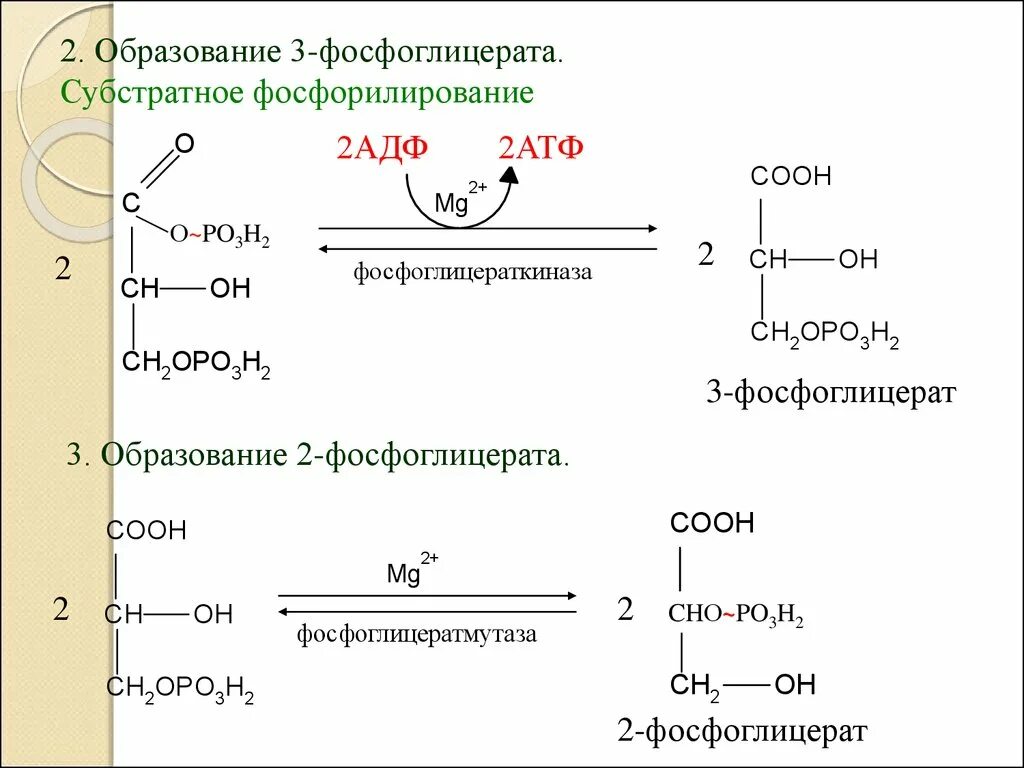 Реакции субстратного фосфорилирования цикла трикарбоновых кислот. Реакция субстратного фосфорилирования в ЦТК. Реакция образования 2 фосфоглицерата из 3-фосфоглицерата. Субстратное фосфорилирование ферменты.