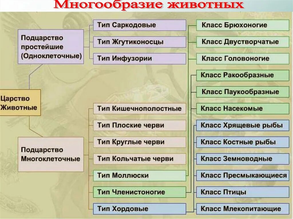 Привести пример животных каждой группы. Классификация животных 9 класс биология. Систематика царство животные схема. Царство животных классификация многоклеточных. Систематика классификация животных схема.