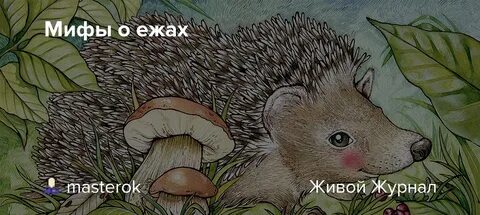 Как то осенью принесли нам ежа