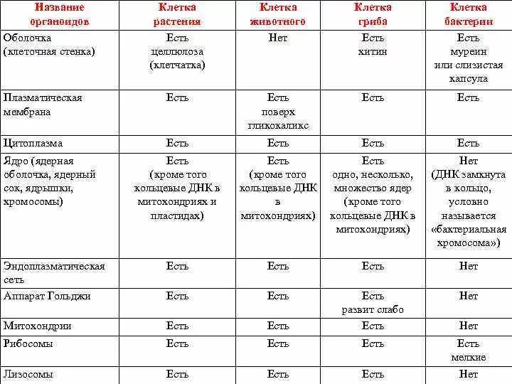 Сравнение бактерий грибов и растений. Сравнение клеток растений животных грибов и бактерий. Таблица органоиды животной грибной и растительной клетки. Функции органоидов грибной клетки таблица. Органоиды грибной клетки таблица.