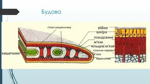 Стенки тела плоских червей