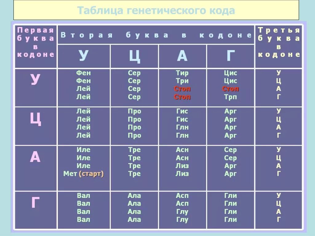 Ала фен лей вал. Таблица генетического кода в триплетах ИРНК. Таблица генетического кода ДНК И РНК. Таблица триплетов генетического кода и РНК. Таблица генетического кода по биологии 9 класс.