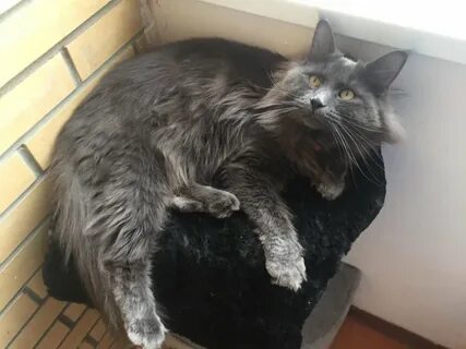 Кот 11