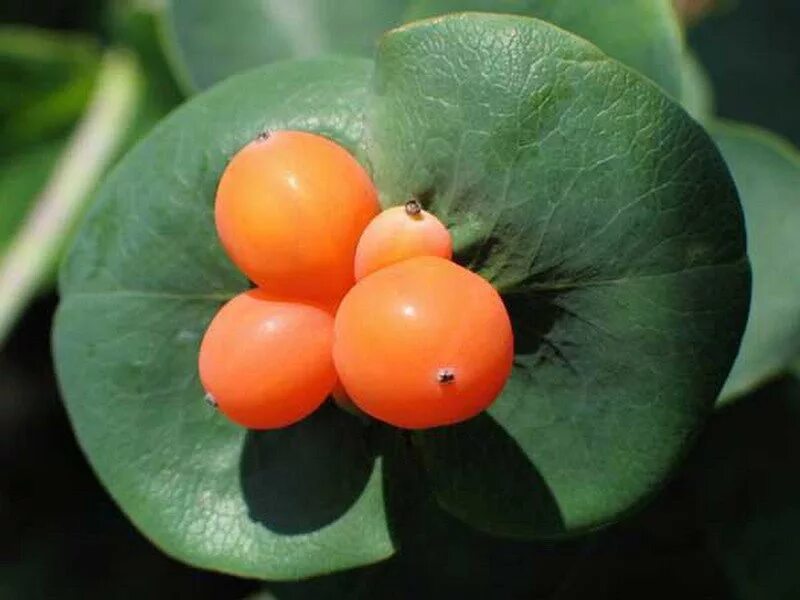 оранжевые цветы названия. цветущие цветы оранжевые. оранжевые картинки. цветок оранжевый шар. бархатцы прямостоячие антигуа.