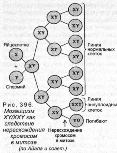 Нерасхождение хромосом в мейозе 1. Мозаицизм по половым хромосомам. Мозаицизм хромосомный это. Мозаики генетика. Мозаицизм половых хромосом.