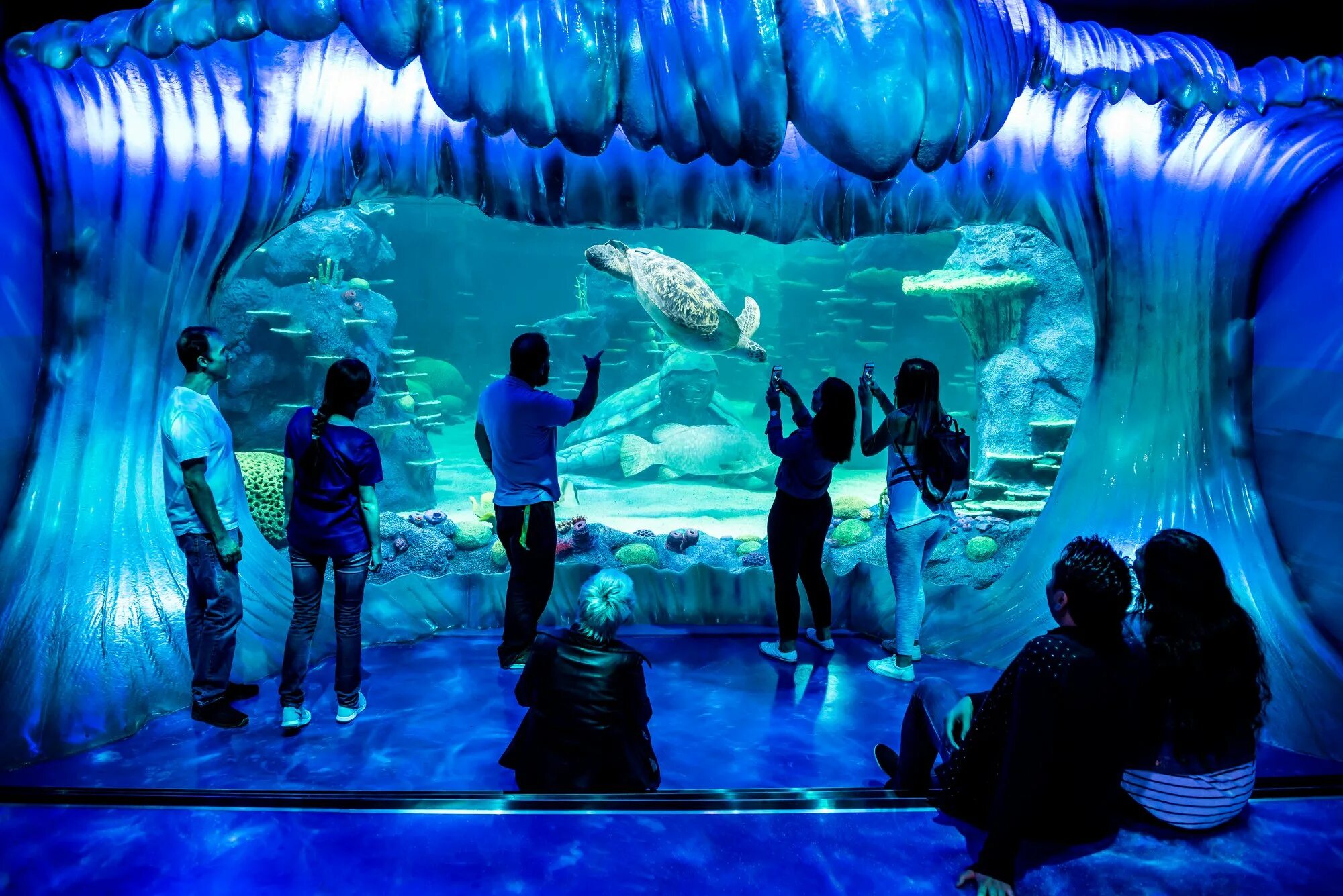 Сиднейский аквариум морская жизнь. Австралия Сиднейский аквариум. Лондонский аквариум Sea Life. Аквариум си лайф Сидней. Отзыв sea life