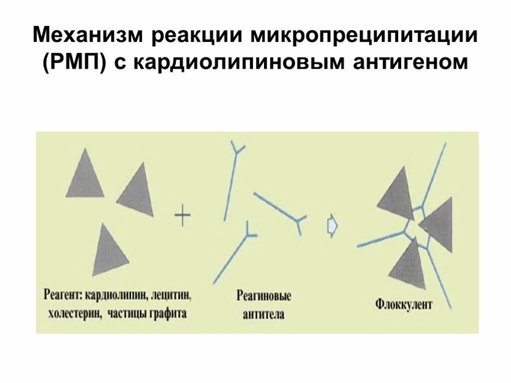 Реакция микропреципитации что это за анализ. Реакция микропреципитации схема. Реакция микропреципитации с кардиолипиновым антигеном схема. Механизм реакции микропреципитации. Реакция микропреципитации с кардиолипиновым антигеном.