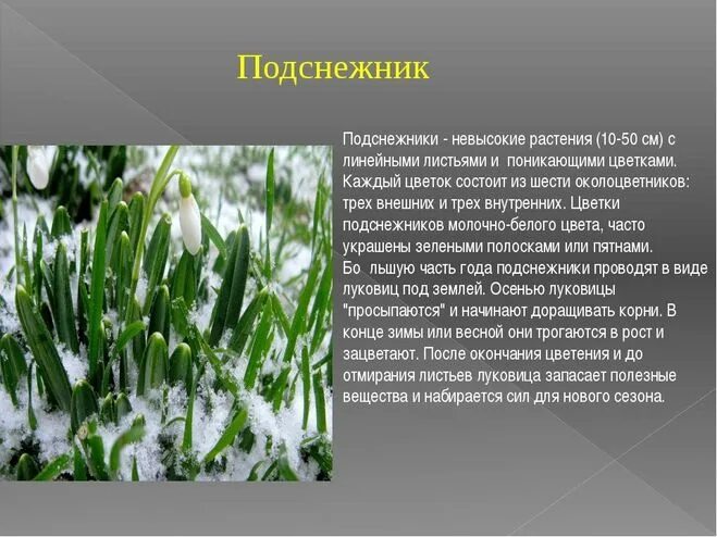 Описание подснежника. Описать весенний цветок. Подснежник цветок описание. Доклад про Подснежник.